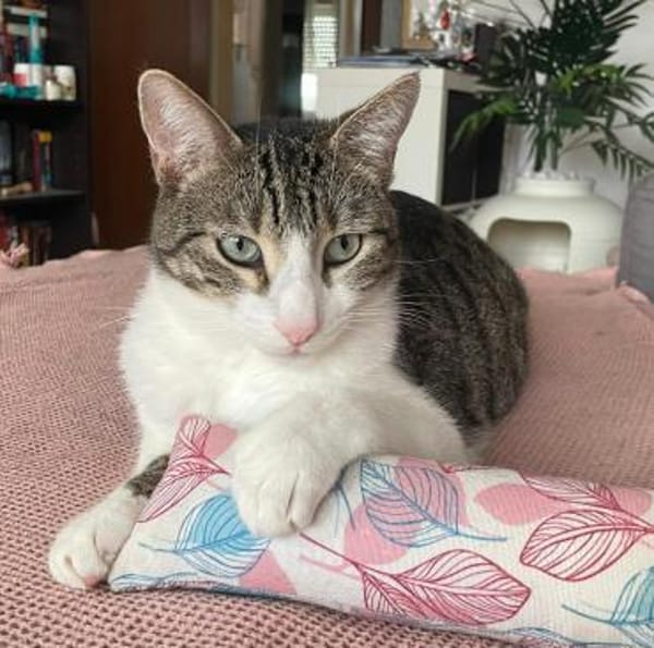 *RESERVIERT*mutiger kleiner Saw in Niddatal (ALM)