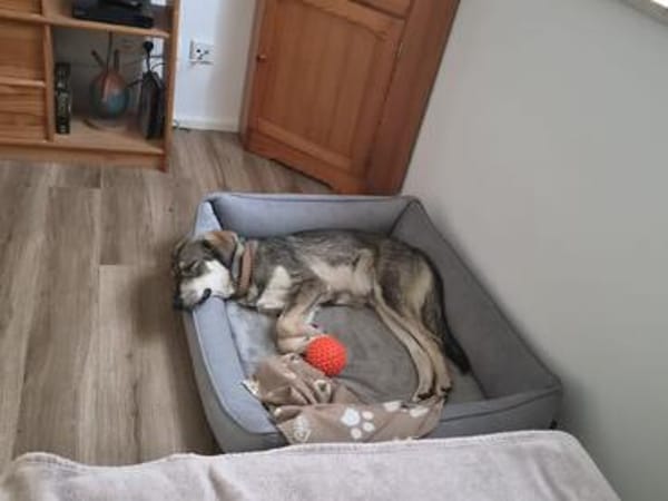 Monty  bereit, dein Leben auf den Kopf zu stellen?