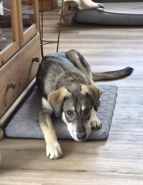 Monty  bereit, dein Leben auf den Kopf zu stellen?