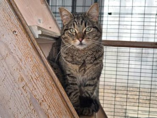 Ilver sucht liebevolles Zuhause