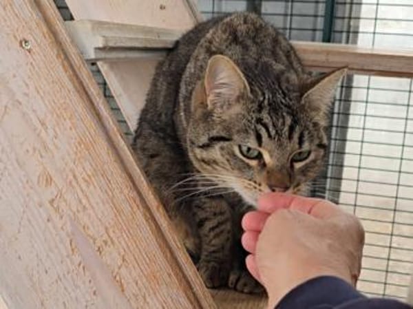 Ilver sucht liebevolles Zuhause