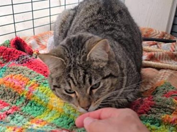 Ilver sucht liebevolles Zuhause