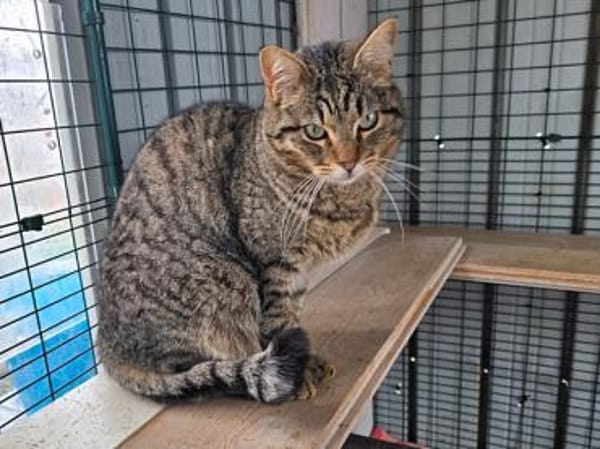 Ilver sucht liebevolles Zuhause