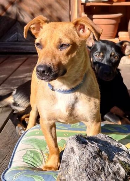 Kleine Dally sucht ihr Glück!❤