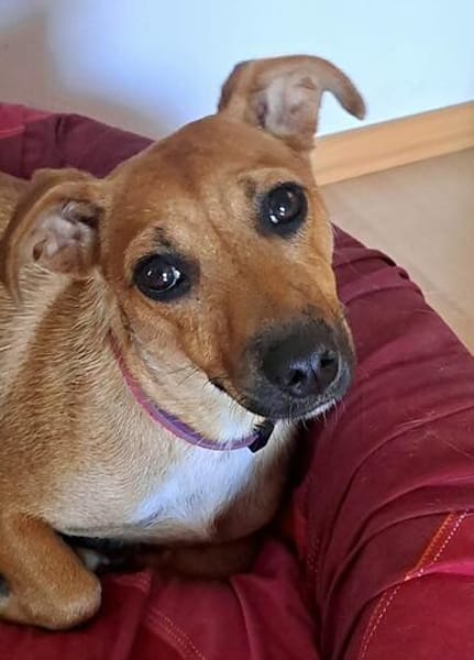 Kleine Dally sucht ihr Glück!❤