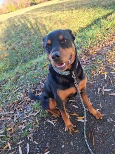 Samson ein -Ein Mann Hund-