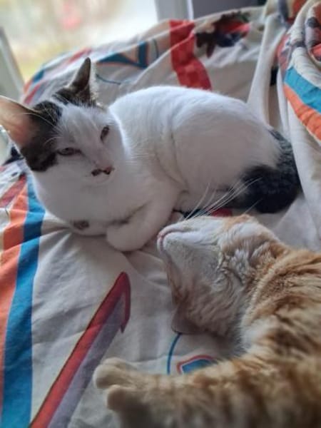 Novo  verschmuster junger Kater sucht Z