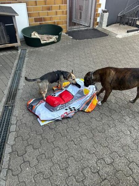 Fienchen sucht ihre Herzensmenschen ❤