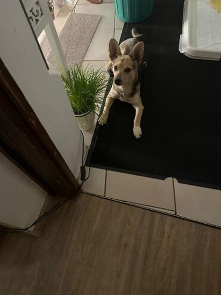 Fienchen sucht ihre Herzensmenschen ❤