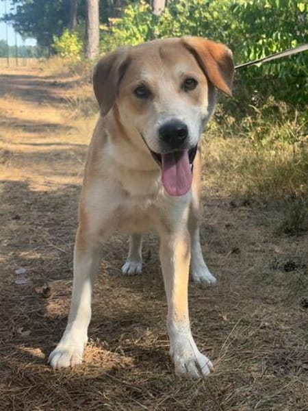 Toffee  treuer Herzenshund 🐾
