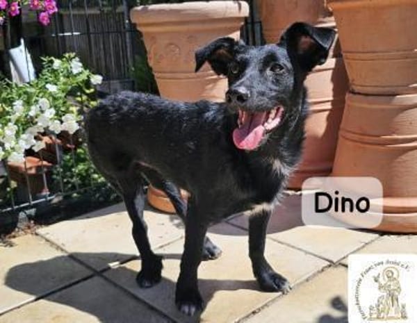 Dino  Wie wertvoll ein Leben ist!