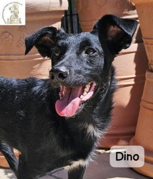 Dino  Wie wertvoll ein Leben ist!