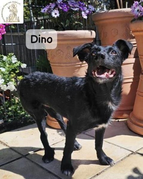 Dino  Wie wertvoll ein Leben ist!