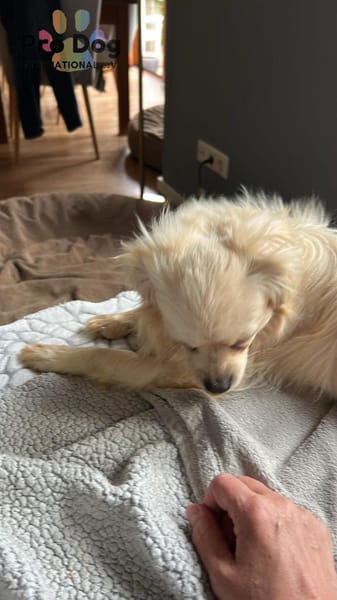 Nico auf Pflegestelle