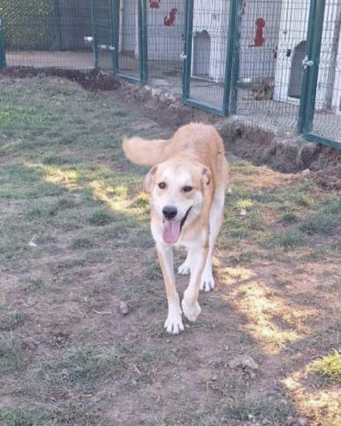 Ricky sucht ein Zuhause / Pflegestelle