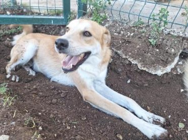 Ricky sucht ein Zuhause / Pflegestelle