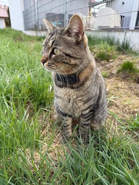 Gras unter den Pfoten: Malte in Ampfing