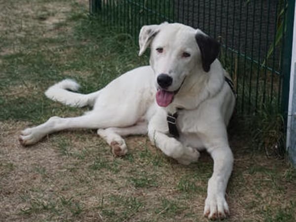 Verhelfen Sie Perro zum Glück?