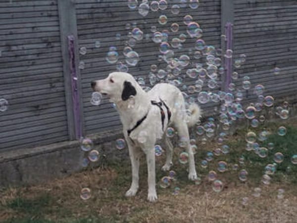 Verhelfen Sie Perro zum Glück?