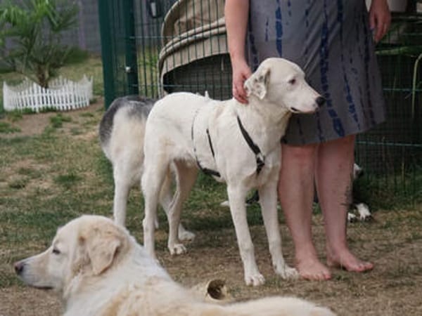 Verhelfen Sie Perro zum Glück?