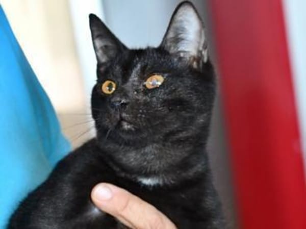 Ciccio möchte Ihnen vertrauen