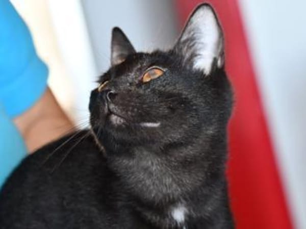 Ciccio möchte Ihnen vertrauen