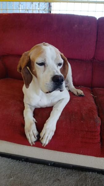 Lola sucht ein Zuhause / Pflegestelle