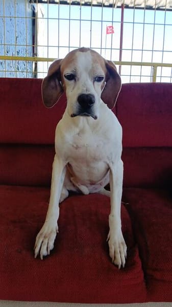 Lola sucht ein Zuhause / Pflegestelle