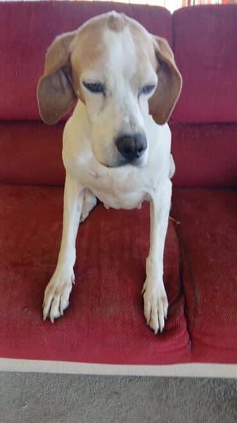 Lola sucht ein Zuhause / Pflegestelle