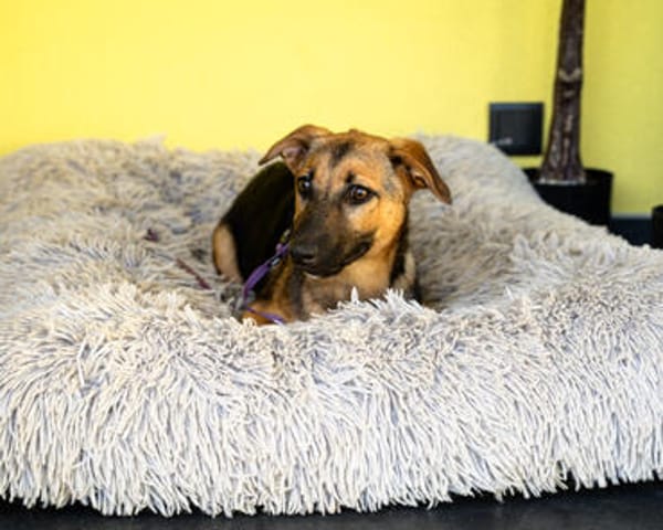 Nanda sucht ein neues zu Hause.