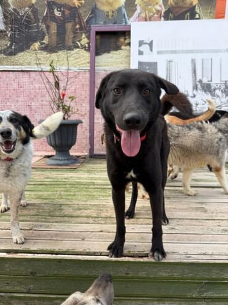 Nero sucht ein Zuhause / Pflegestelle