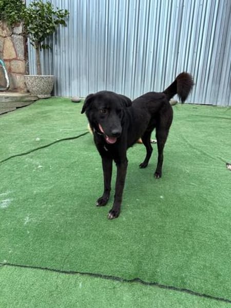 Nero sucht ein Zuhause / Pflegestelle