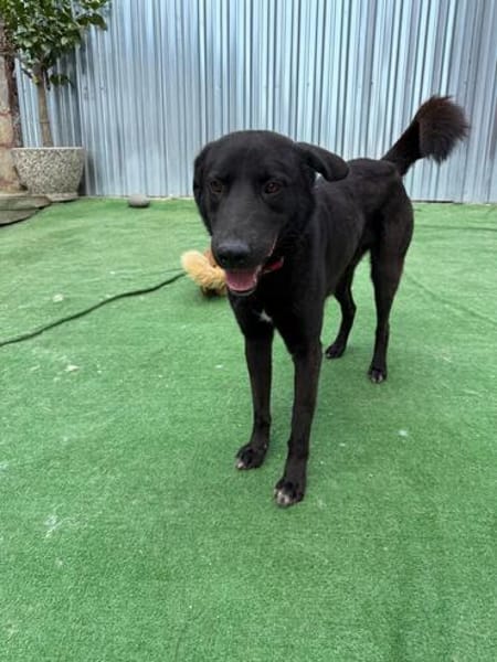 Nero sucht ein Zuhause / Pflegestelle