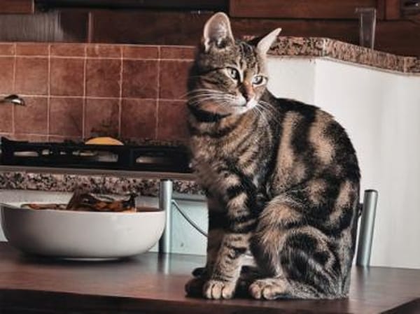 Taube Alice sucht Zuhause