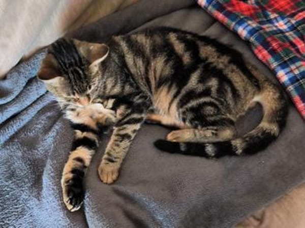 Taube Alice sucht Zuhause