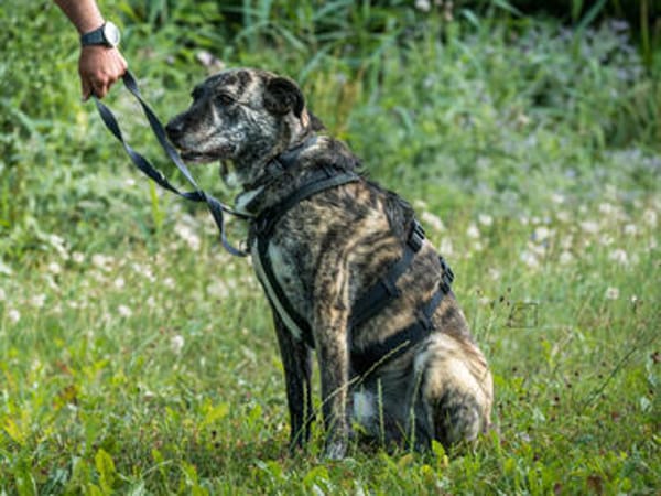 Nano sucht passende Familie