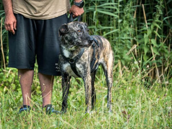 Nano sucht passende Familie