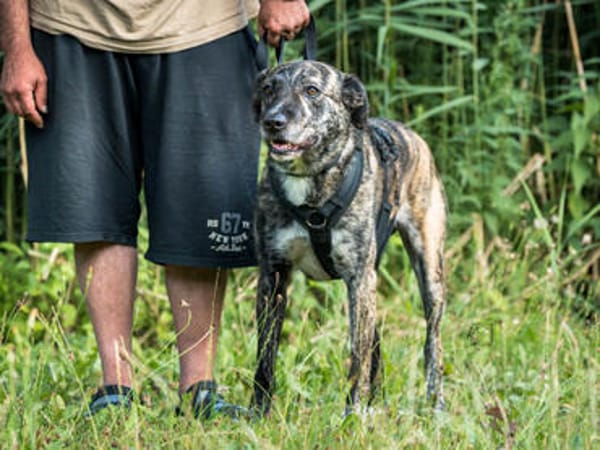 Nano sucht passende Familie