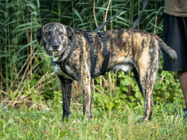 Nano sucht passende Familie