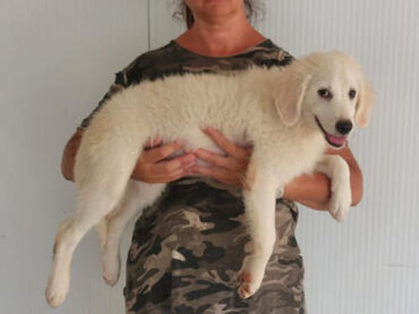 Miele möchte adoptiert werden