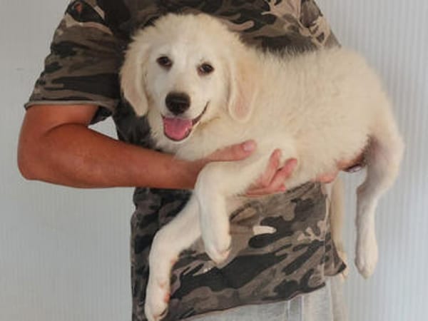 Miele möchte adoptiert werden