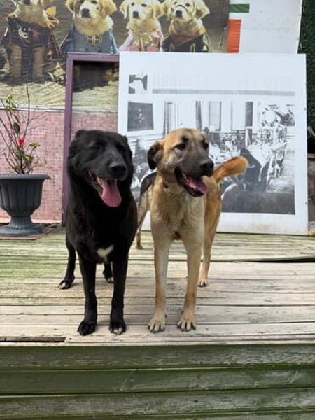 Bambu sucht ein Zuhause / Pflegestelle