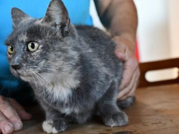 Möchten Sie Cara ein Zuhause geben?