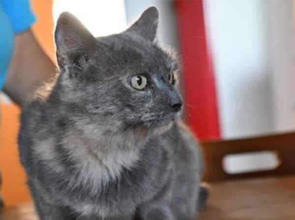 Möchten Sie Cara ein Zuhause geben?