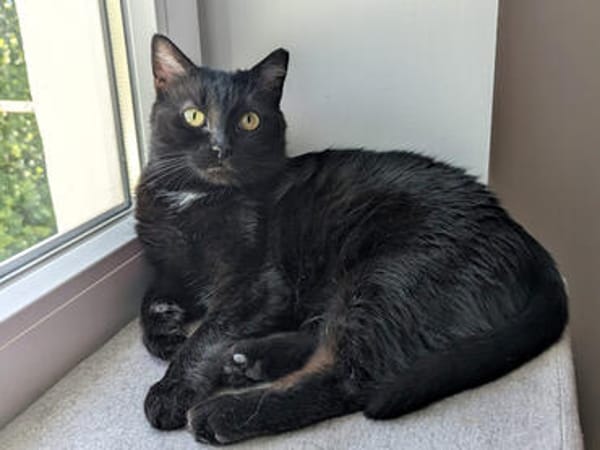 Pantherin Luna sucht Zuhause