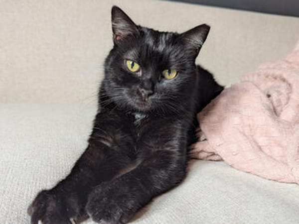 Pantherin Luna sucht Zuhause