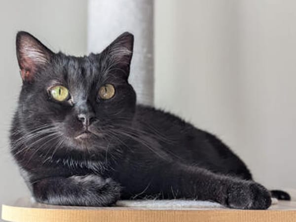 Pantherin Luna sucht Zuhause
