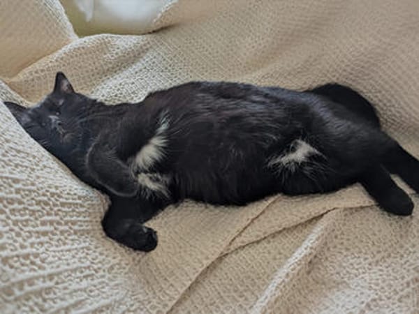 Pantherin Luna sucht Zuhause