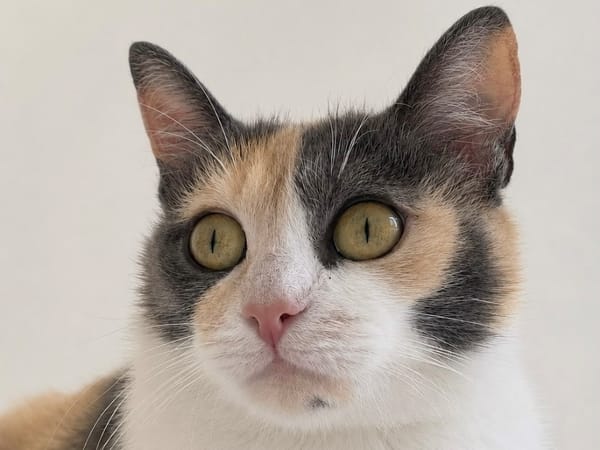 BELLA A17518