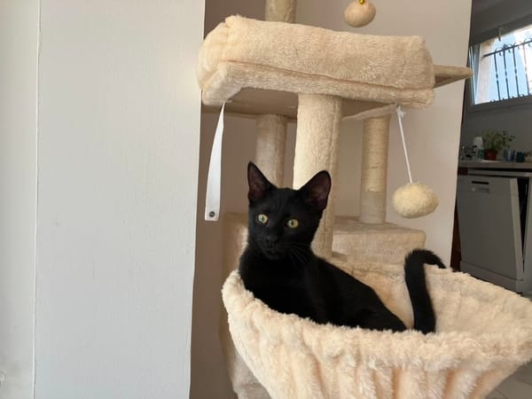 CLEO